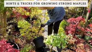 Hints amp Tricks for Growing Strong Maple Bonsai [upl. by Dihsar]