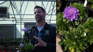 Scabiosa Flutter Deep Blue Pincushion Flower [upl. by Greenstein]