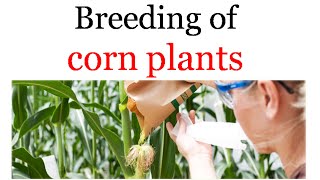 Breeding of corn plants [upl. by Laehcar304]