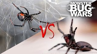 Spider vs Spider Showdowns 15  MONSTER BUG WARS [upl. by Ahsatal939]