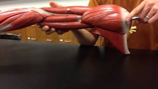 MUSCULAR SYSTEM ANATOMY Shoulder muscles model description Somso [upl. by Rachele]