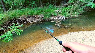 Action Packed Small Creek Fishing [upl. by Calia867]