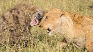 Lions vs Hyenas  Ultimate Fight Compilation [upl. by Carmela]