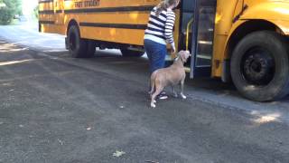 Lucas first day at Kindergarten getting on the bus [upl. by Meilen55]