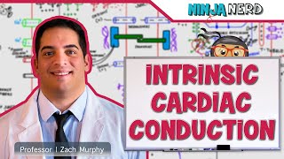 Cardiovascular  Electrophysiology  Intrinsic Cardiac Conduction System [upl. by Andrei]