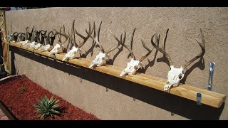 HOW TO CLEAN A DEER SKULL EASY PROFESSIONAL METHOD [upl. by Demmahom]