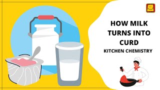 How does milk turn into curd  Kitchen Chemistry [upl. by Vikky254]