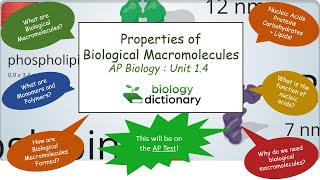 Properties of Biological Macromolecules  AP Biology 14 [upl. by Rachaba]