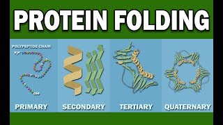 PROTEIN FOLDING [upl. by Ahsenav577]