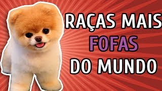 10 RAÇAS DE CACHORRO MAIS FOFAS DO MUNDO [upl. by Ahseinek]