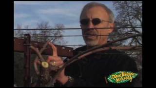 How To Prune Grapes Cane Type [upl. by Tilla]