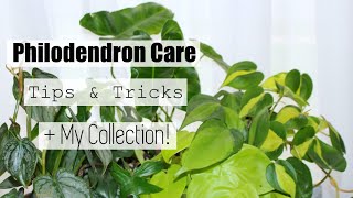 Philodendron Houseplant Care Tips amp Tricks  My Philodendron Collection [upl. by Dorella]