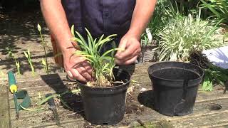 DIVIDING amp REPOTTING AGAPANTHUS [upl. by Nacnud720]