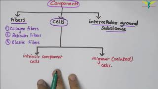 Connective Tissue  Basic Histology [upl. by Atinyl]