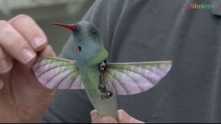 How does this hummingbird robot ornithopter fly  STEM kids [upl. by Ahteres221]