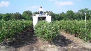 DiMeo Family Picking NJ Blueberries in Season  DiMeo Blueberry Farms amp Blueberry Plants Nursery [upl. by Aielam]