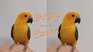 BRINGING HOME MY JENDAY CONURE [upl. by Assirralc]