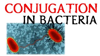 Conjugation in bacteria [upl. by Hniht]