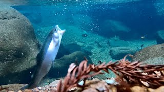 超綺麗な川の魚釣って食べた【おろキャン△】 [upl. by Martinson]