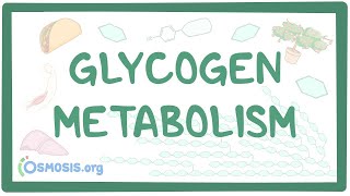 Glycogen metabolism [upl. by Middle]