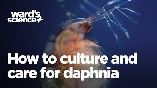 Caring and Culturing for Daphnia [upl. by Consalve369]