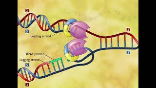 DNA Replication 3D Animation [upl. by Irelav]