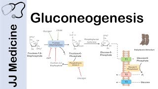 Gluconeogenesis Pathway Overview Enzymes CoFactors and Precursors [upl. by Mackenzie]