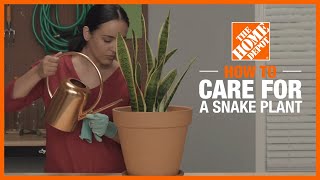 How to Care for a Snake Plant  Indoor Plant Tips  The Home Depot [upl. by Eneladgam]