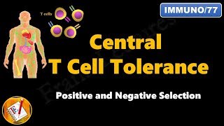 Central T cell Tolerance  Positive and Negative Selection FLImmuno77 [upl. by Andrej]