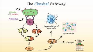 Complement System Part 2  Activation of the Complement System [upl. by Stila]