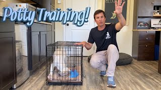 Potty Training your puppy [upl. by Teilo]