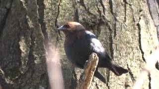 BrownHeaded Cowbird Song [upl. by Airdnala]