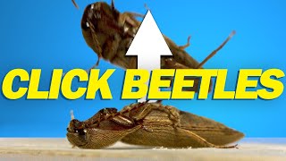 How do click beetles jump [upl. by Aliet]