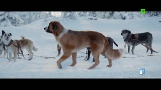 LA LLAMADA DE LO SALVAJE  Clip quotNuevo perro líderquot  YA EN CINES [upl. by Clova999]