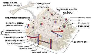 Bones Structure and Types [upl. by Ardeahp]