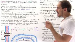 Introduction to Glucose Metabolism [upl. by Urbain451]