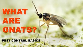 Pest Control Basics What Are Gnats [upl. by Sacks]