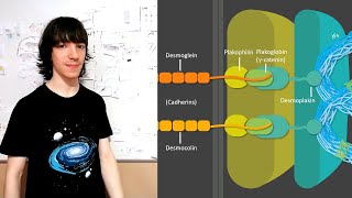 Desmosomes Structure and Functions [upl. by Amsirak]