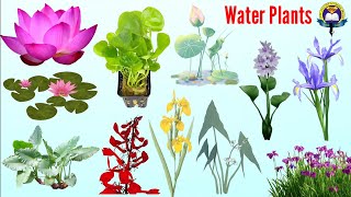 Water Plants Vocabulary  Aquatic Plants Name In English  Easy English Learning Process [upl. by Luane]