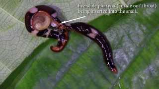 Predatory Flatworm Hunting Snails [upl. by Bartko]