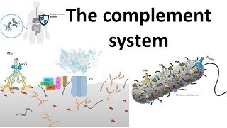 The complement system  Classical pathway [upl. by Eimmat]