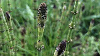 Equisetum Arvense et Palustre  Prêles des champs et des marais [upl. by Shenan905]