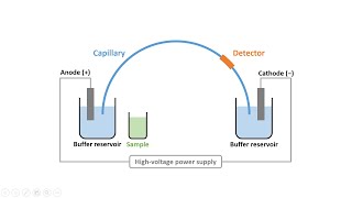 Capillary Electrophoresis Part 2 Instrumentation amp Electroosmotic Flow [upl. by Lexi]