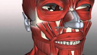 Muscles of Facial Expression  Anatomy Tutorial PART 2 [upl. by Liza786]