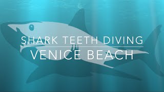 How to Shore Dive for Shark Teeth in Venice Beach Florida [upl. by Nauwtna]