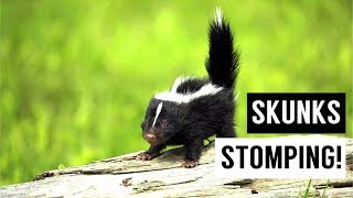 Baby SKUNKS Stomping Compilation [upl. by Silvie]