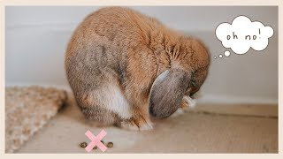 THE Rabbit Potty Training Video [upl. by Eiwoh]