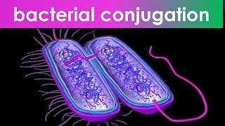 bacterial conjugation Hfr to F  Animation [upl. by Anipsed626]