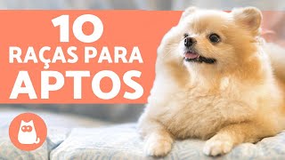 10 CACHORROS PARA APARTAMENTO raças  características [upl. by Brenden]