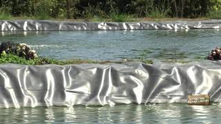 Veracruz Agropecuario  Especial de Cultivo de Tilapia en Plan del Río [upl. by Adnohser341]